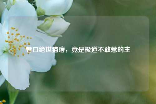 巷口绝世猫痞，竟是极道不敢惹的主