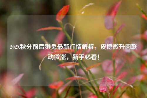 202X秋分前后獭兔最新行情解析，皮稳微升肉联动微涨，新手必看！