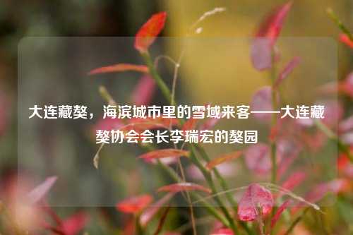 大连藏獒，海滨城市里的雪域来客——大连藏獒协会会长李瑞宏的獒园