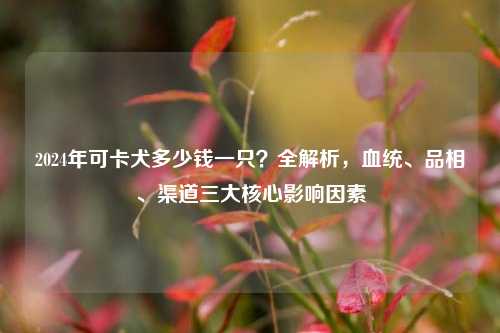 2024年可卡犬多少钱一只？全解析，血统、品相、渠道三大核心影响因素