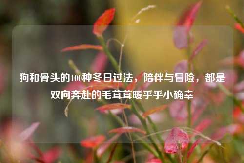 狗和骨头的100种冬日过法，陪伴与冒险，都是双向奔赴的毛茸茸暖乎乎小确幸