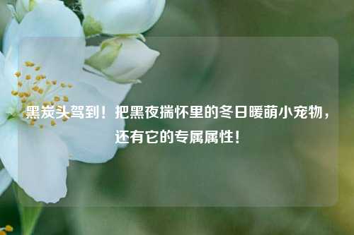 黑炭头驾到！把黑夜揣怀里的冬日暖萌小宠物，还有它的专属属性！