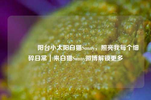 🌞阳台小太阳白猫Sunny，照亮我每个细碎日常｜来白猫Sunny微博解锁更多
