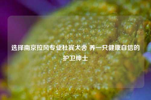 选择南京拉风专业杜宾犬舍 养一只健康自信的护卫绅士