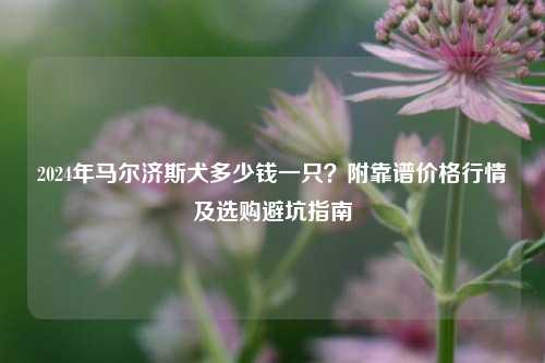 2024年马尔济斯犬多少钱一只？附靠谱价格行情及选购避坑指南