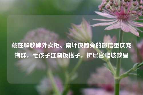 藏在解放碑外卖柜、南坪夜摊旁的微信重庆宠物群,毛孩子江湖饭搭子,铲屎官爬坡救星