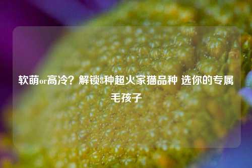 软萌or高冷?解锁8种超火家猫品种 选你的专属毛孩子