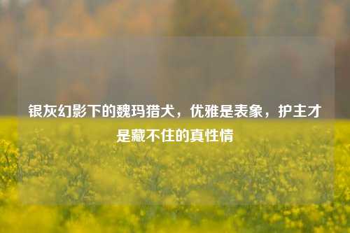 银灰幻影下的魏玛猎犬，优雅是表象，护主才是藏不住的真性情