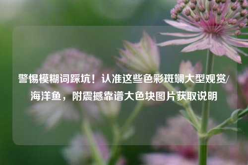 警惕模糊词踩坑!认准这些色彩斑斓大型观赏/海洋鱼,附震撼靠谱大色块图片获取说明