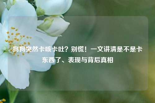 狗狗突然卡咳卡吐？别慌！一文讲清是不是卡东西了、表现与背后真相