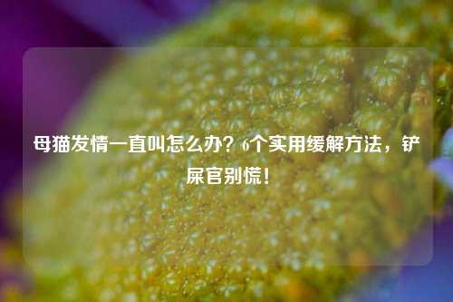 母猫发情一直叫怎么办？6个实用缓解方法，铲屎官别慌！