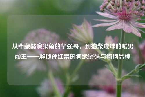 从牵藏獒演狠角的华强哥，到撸柴成球的暖男颜王——解锁孙红雷的狗缘密码与狗狗品种