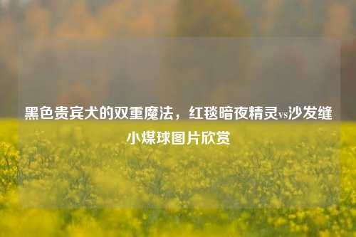 黑色贵宾犬的双重魔法，红毯暗夜精灵vs沙发缝小煤球图片欣赏