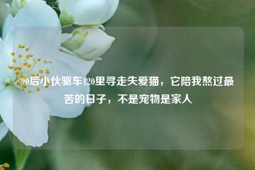 90后小伙驱车120里寻走失爱猫，它陪我熬过最苦的日子，不是宠物是家人