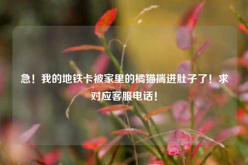 急！我的地铁卡被家里的橘猫揣进肚子了！求对应客服电话！