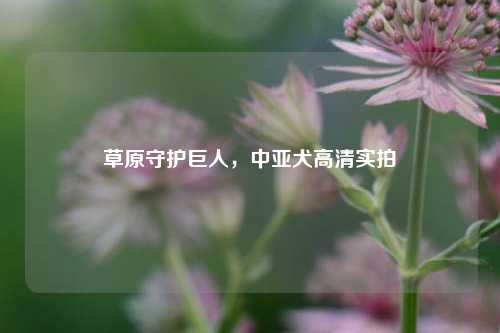 草原守护巨人,中亚犬高清实拍