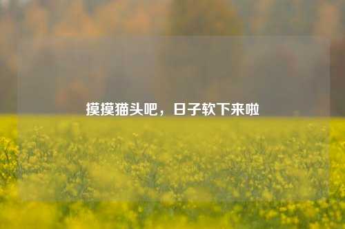 摸摸猫头吧，日子软下来啦
