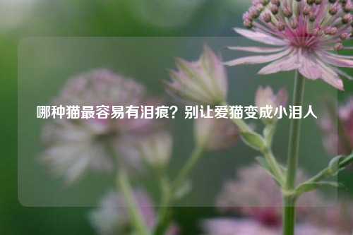 哪种猫最容易有泪痕？别让爱猫变成小泪人