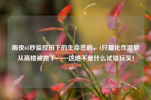 雨夜61秒监控拍下的生命悲剧,4只猫化作湿软从高楼被抛下——这绝不是什么试错玩笑!