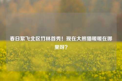 春日絮飞北区竹林首秀!现在大熊猫暖暖在哪里呀?