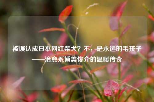 被误认成日本网红柴犬？不，是永远的毛孩子——治愈系博美俊介的温暖传奇