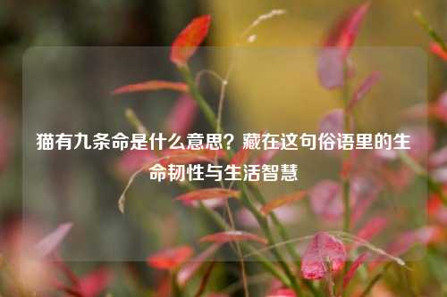 猫有九条命是什么意思?藏在这句俗语里的生命韧性与生活智慧