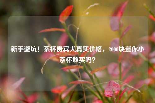 新手避坑！茶杯贵宾犬真实价格，2000块迷你小茶杯敢买吗？