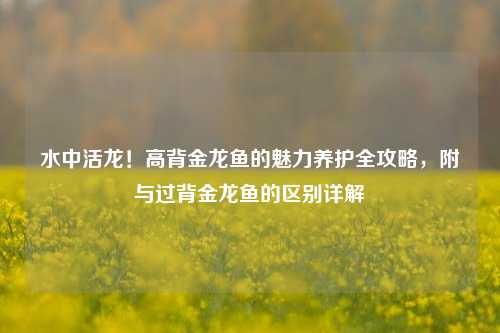 水中活龙！高背金龙鱼的魅力养护全攻略，附与过背金龙鱼的区别详解