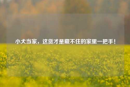 小犬当家,这货才是藏不住的家里一把手!