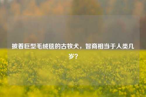 披着巨型毛绒毯的古牧犬,智商相当于人类几岁?
