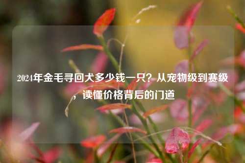 2024年金毛寻回犬多少钱一只？从宠物级到赛级，读懂价格背后的门道