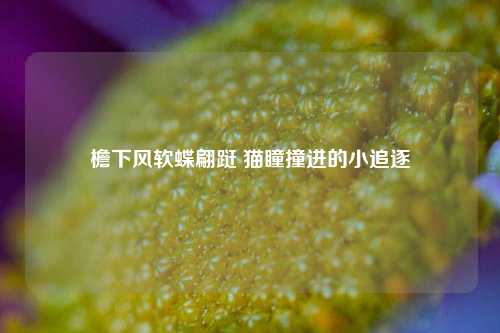 檐下风软蝶翩跹 猫瞳撞进的小追逐