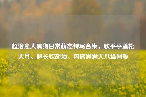 超治愈大黑狗日常萌态特写合集,软乎乎蓬松大耳、超长软胡须、肉感满满大爪垫图鉴