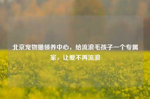 北京宠物猫领养中心,给流浪毛孩子一个专属家,让爱不再流浪