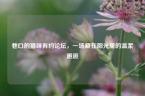 巷口的猫咪有约论坛,一场藏在阳光里的温柔邂逅