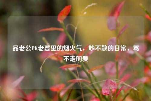 品老公PK老婆里的烟火气,吵不散的日常,骂不走的爱