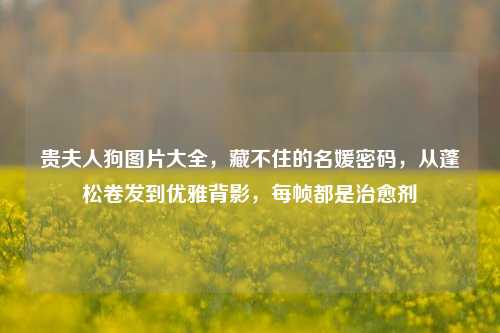 贵夫人狗图片大全，藏不住的名媛密码，从蓬松卷发到优雅背影，每帧都是治愈剂