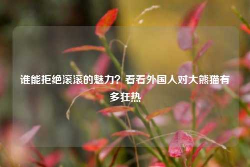 谁能拒绝滚滚的魅力？看看外国人对大熊猫有多狂热