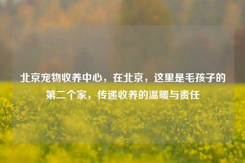 北京宠物收养中心,在北京,这里是毛孩子的第二个家,传递收养的温暖与责任