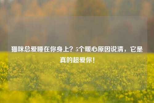 猫咪总爱睡在你身上?5个暖心原因说清,它是真的超爱你!