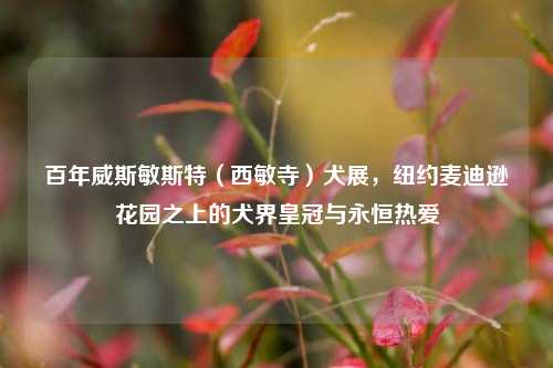 百年威斯敏斯特(西敏寺)犬展,纽约麦迪逊花园之上的犬界皇冠与永恒热爱