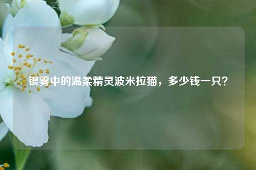 银雾中的温柔精灵波米拉猫,多少钱一只?
