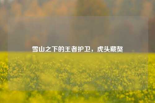 雪山之下的王者护卫,虎头藏獒
