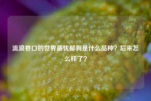 流浪巷口的世界最忧郁狗是什么品种?后来怎么样了?