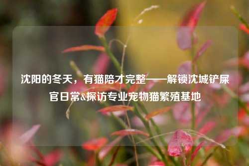 沈阳的冬天,有猫陪才完整——解锁沈城铲屎官日常&探访专业宠物猫繁殖基地