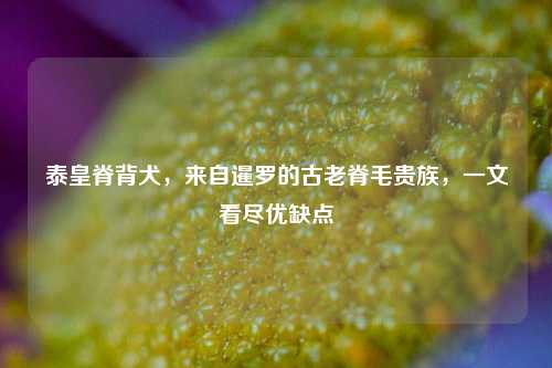 泰皇脊背犬,来自暹罗的古老脊毛贵族,一文看尽优缺点