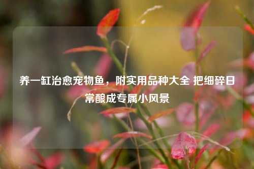 养一缸治愈宠物鱼,附实用品种大全 把细碎日常酿成专属小风景