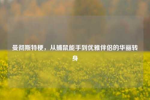 曼彻斯特梗，从捕鼠能手到优雅伴侣的华丽转身