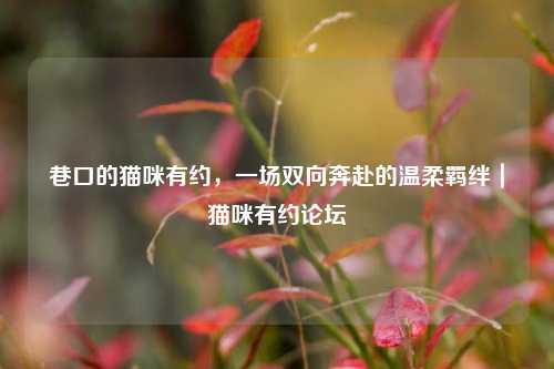 巷口的猫咪有约，一场双向奔赴的温柔羁绊｜猫咪有约论坛