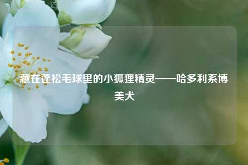 藏在蓬松毛球里的小狐狸精灵——哈多利系博美犬